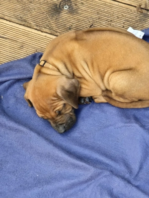 Rhodesian Ridgeback Welpen  Bild 6