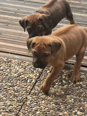 Rhodesian Ridgeback Welpen  Bild 11