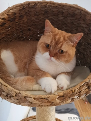 BKH britisch Kurzhaar Katerchen rot weiß kastriert  Bild 3