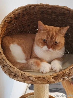 BKH britisch Kurzhaar Katerchen rot weiß kastriert  Bild 6