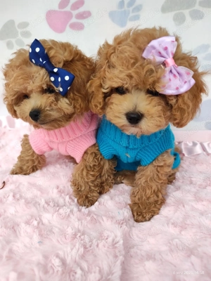 Süßes Hündin Maltipoo Bild 5