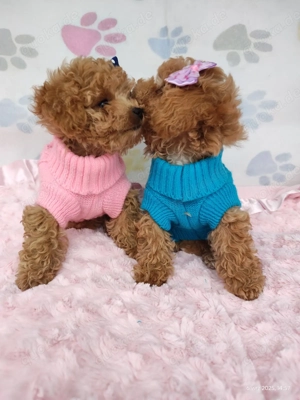 Süßes Hündin Maltipoo Bild 3