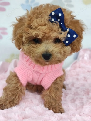 Süßes Hündin Maltipoo Bild 7