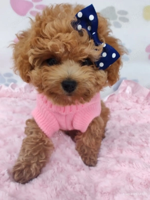 Süßes Hündin Maltipoo Bild 2