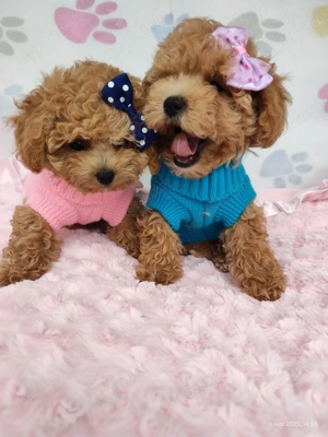 Süßes Hündin Maltipoo Bild 4