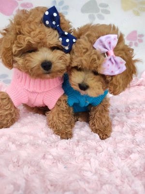 Süßes Hündin Maltipoo Bild 6