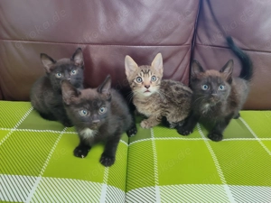 Süße Katzenbabys abzugeben