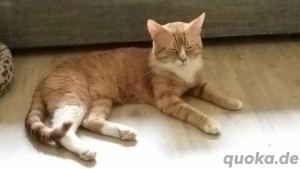 Kater sucht neues Zuhause 