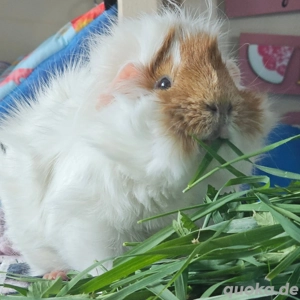 Rosetten Pärchen   nur zusammen!