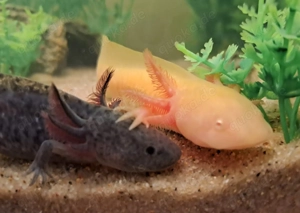 Axolotl Aquarium Jungtiere groß klein verschiedene Farben 