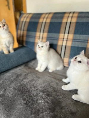  Baby Kätzchen