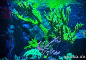 Korallen Ableger SPS LPS Zoas Bild 3