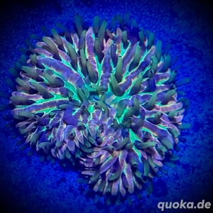 Korallen Ableger SPS LPS Zoas Bild 4