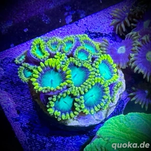 Korallen Ableger SPS LPS Zoas Bild 5