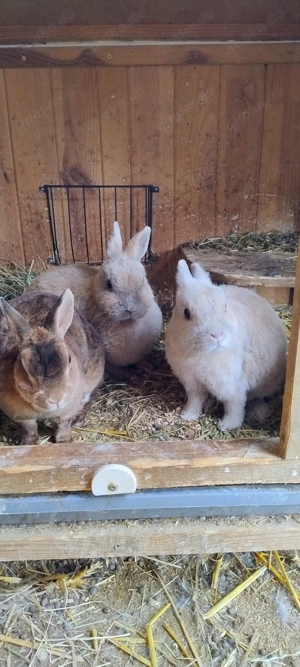 Zwergkaninchen Weibchen Männchen jüngere ältere, Kastrat , geimpft 