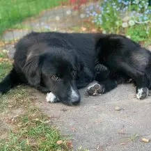 Fusel 40 cm - der Charmeur [auf Pflegestelle in 21337 Lüneburg]