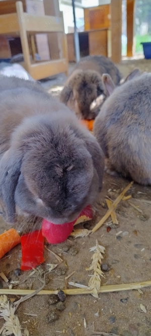 Zwergkaninchen Zwergwidder Farbenzwerg Weibchen Männchen Kastrate Partner Pärchen Gruppe geimpft 