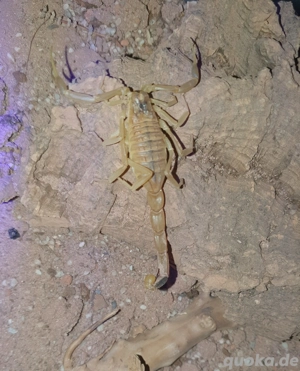 1.1 Leiururus quinquestriatus 