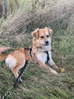 Lexie G 33 cm Kleines Flauschöhrchen [auf Pflegestelle in 37671 Höxter]