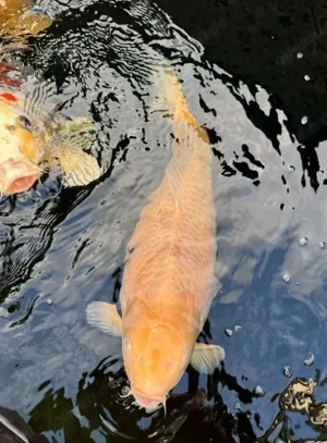 Konishi Koi-Karpfen zu verkaufen