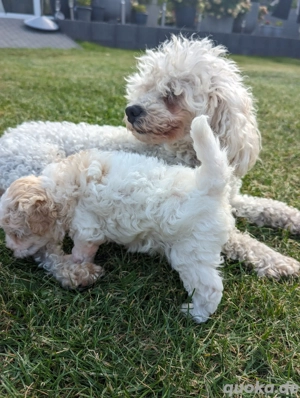 Toypudelhündin   Welpe