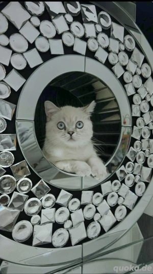 blaue nase kitten baby BKH