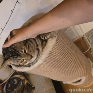 Bengal Katze Male Adrik mit Stammbaum  Bild 7