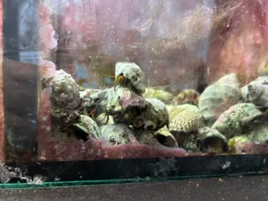 5 Große Einsiedler Krebse Meerwasser