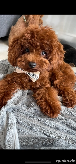 toypudel zu verkaufen 