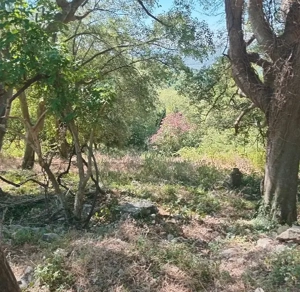 LIGALIESIRTE Ruine 51m2 ,Grundstück 1400m2 Sandstrand 4-5km.