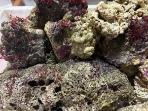 5 kg leb.Steine Meerwasser