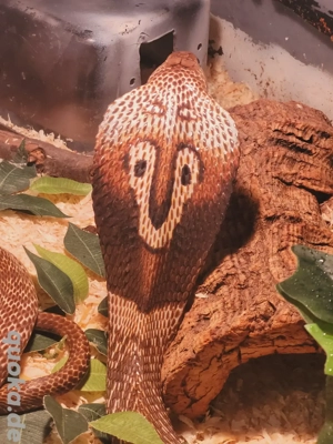 1.1 Naja Naja Zuchtpaar 