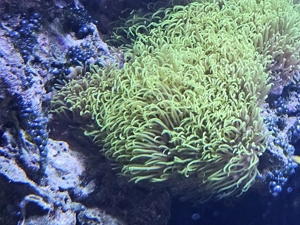 Affenhaar, grün, Briareum, Korallenableger, Korallen, Ableger, Salzwasser, Aquarium, Meerwasser