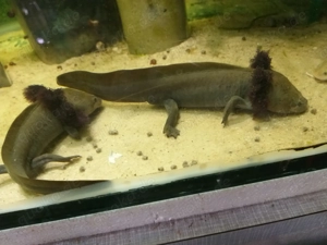 Ambystoma dumerilii , A.andersoni , A.mexicanum (echte Ur-Axolotl)