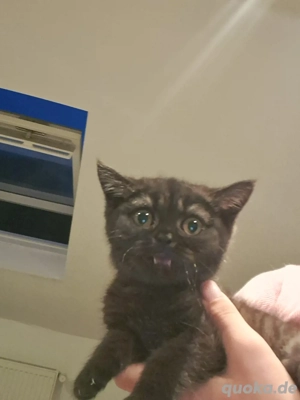 Bkh Kitten