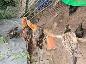 3 junge Hähne aus Naturbrut 2025