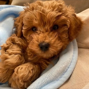 süßen Toy-Pudel-Welpen