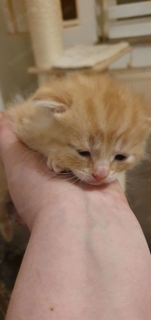 Ab dem 27.10  Abzugeben  Bild 1