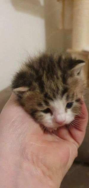 Ab dem 27.10  Abzugeben  Bild 3