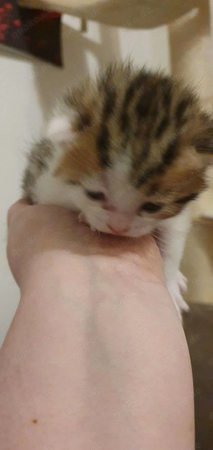 Ab dem 27.10  Abzugeben  Bild 2