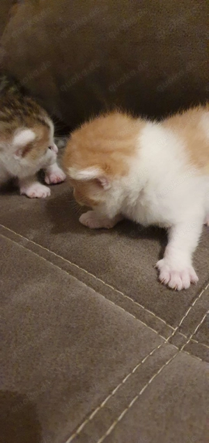 Ab dem 27.10  Abzugeben  Bild 5