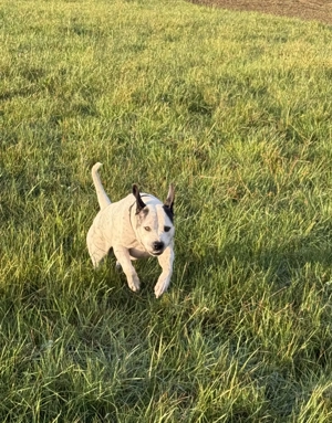 Hund sucht neues Zuhause (American Bulldog )