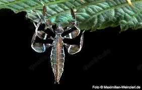 Wandelnde Blätter suchen ein neues zu Hause  Bild 2