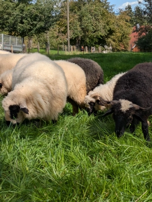 bis zu 4 Schafauen zu verkaufen Bild 2