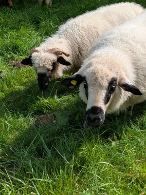 bis zu 4 Schafauen zu verkaufen Bild 5