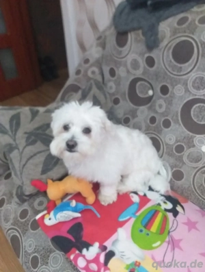 Hübscher kleiner und charmanter Rüde  Deckrüde für Ihre Hündin Bild 2