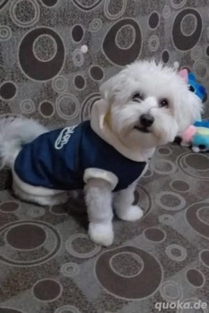 Hübscher kleiner und charmanter Rüde  Deckrüde für Ihre Hündin Bild 1