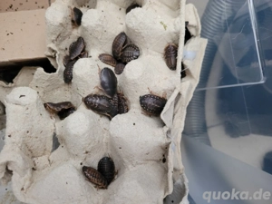 Argentinische Waldschaben 