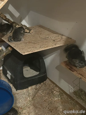 2 Chinchilla jungs abzugeben  Bild 2