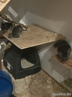 2 Chinchilla jungs abzugeben  Bild 1